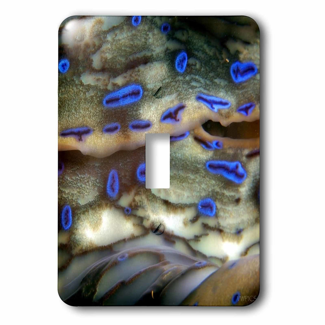 3dRose Fluted giant clam, Tridacna squamosa, detail of mantle and eye spots, Rongelap, Marshall Islands, Double Toggle Switch